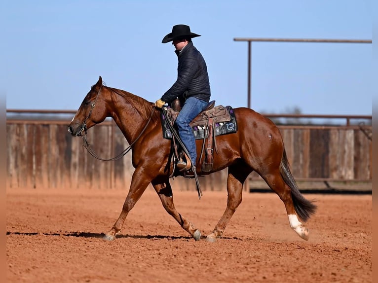 American Quarter Horse Castrone 6 Anni Sauro ciliegia in Waco
