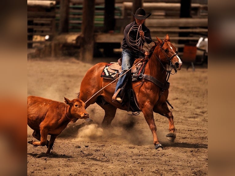 American Quarter Horse Castrone 6 Anni Sauro ciliegia in Wickenburg