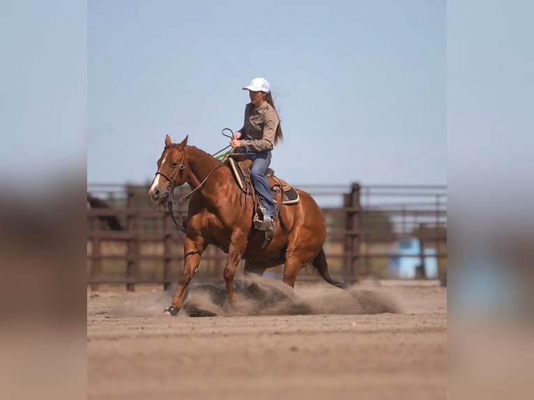 American Quarter Horse Castrone 6 Anni Sauro ciliegia in Wickenburg