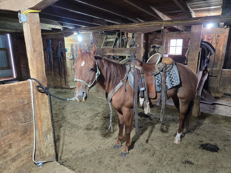 American Quarter Horse Castrone 6 Anni Sauro ciliegia in Faith