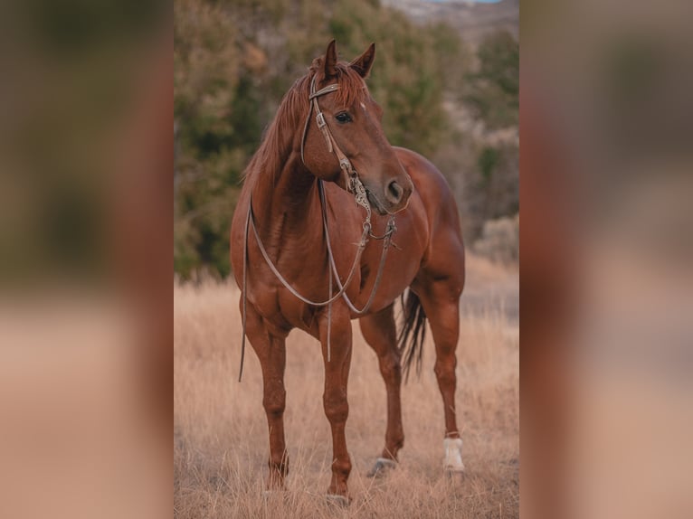 American Quarter Horse Castrone 6 Anni Sauro ciliegia in Carey