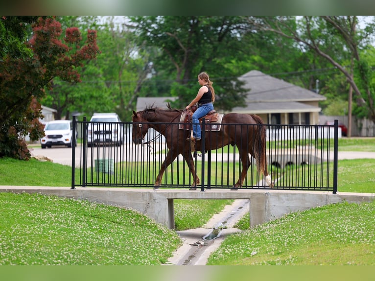 American Quarter Horse Castrone 6 Anni Sauro ciliegia in Forney, TX