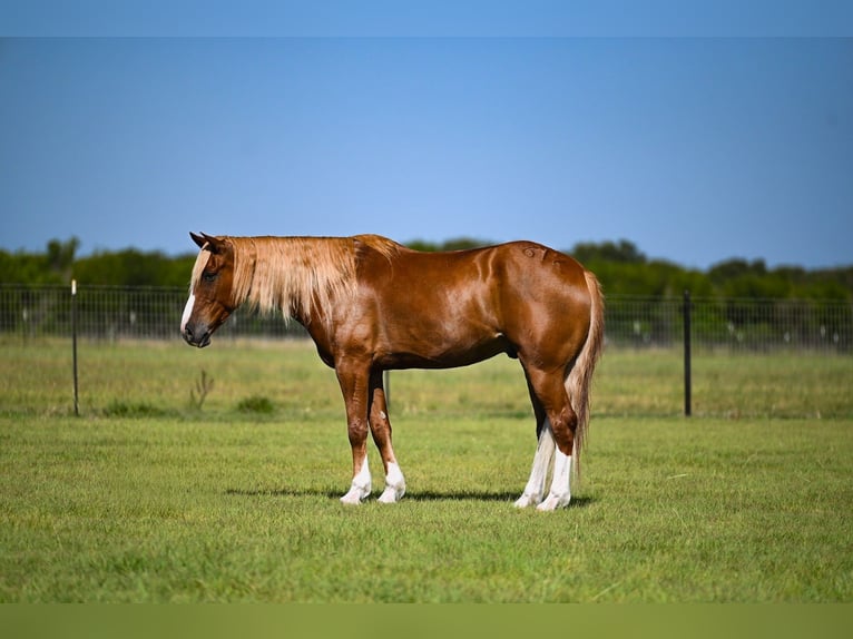 American Quarter Horse Mix Castrone 6 Anni Sauro ciliegia in Waco
