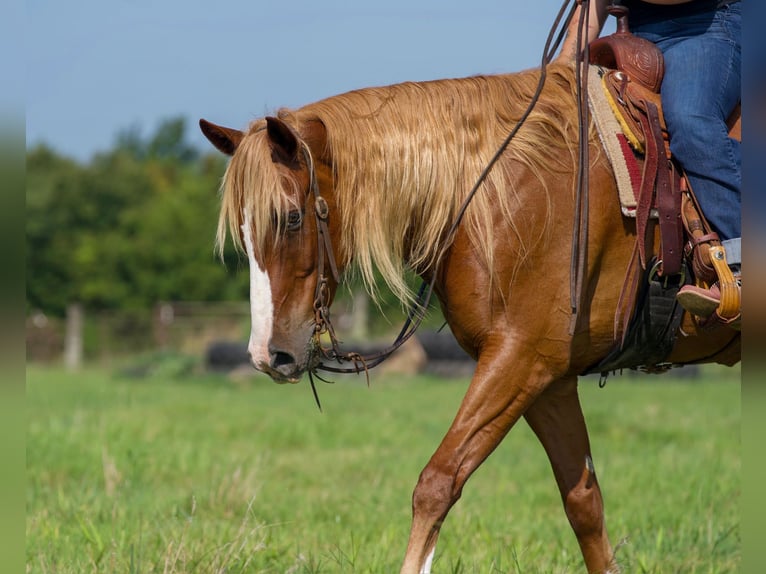 American Quarter Horse Mix Castrone 6 Anni Sauro ciliegia in Waco