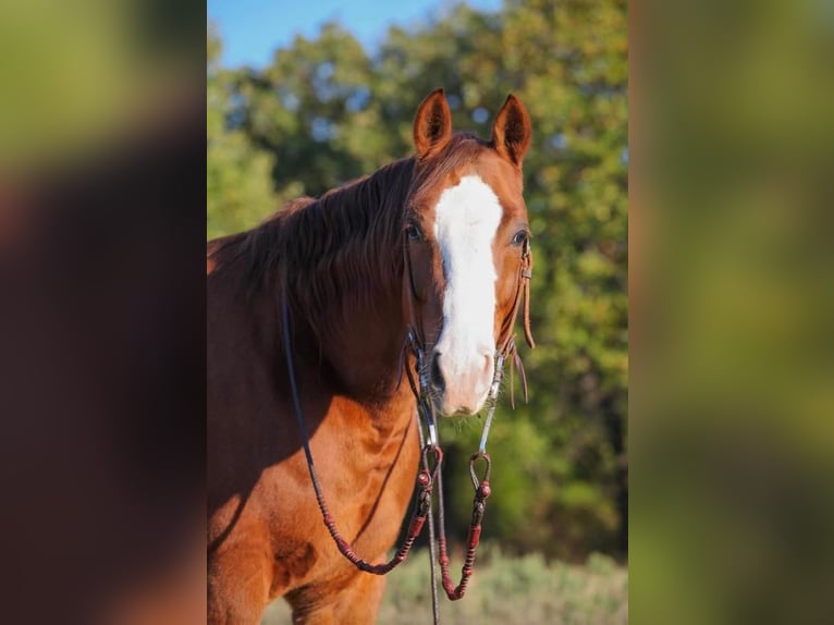 American Quarter Horse Castrone 6 Anni Sauro ciliegia in Pilot Point, TX