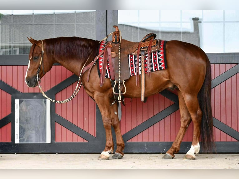 American Quarter Horse Castrone 6 Anni Sauro ciliegia in Rebersburg