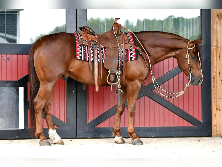 American Quarter Horse Castrone 6 Anni Sauro ciliegia in Rebersburg