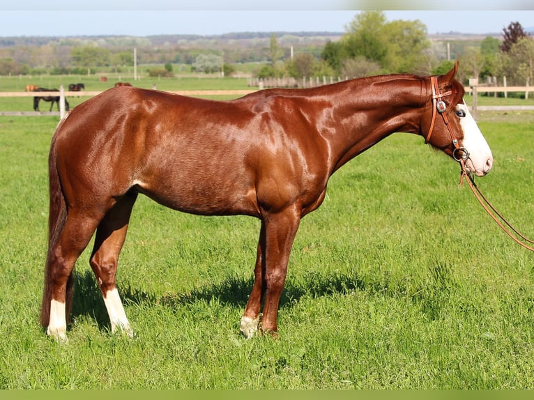 American Quarter Horse Castrone 6 Anni Sauro in ISZKASZENTGY&#xD6;RGY