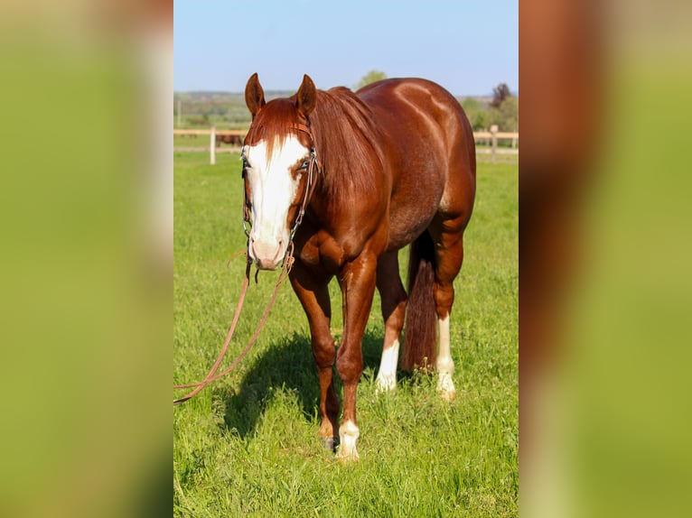 American Quarter Horse Castrone 6 Anni Sauro in ISZKASZENTGY&#xD6;RGY