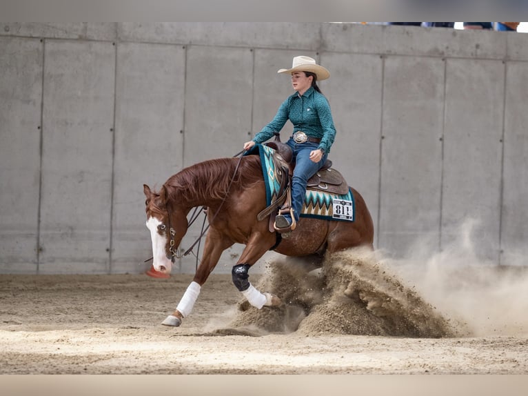 American Quarter Horse Castrone 6 Anni Sauro in ISZKASZENTGY&#xD6;RGY
