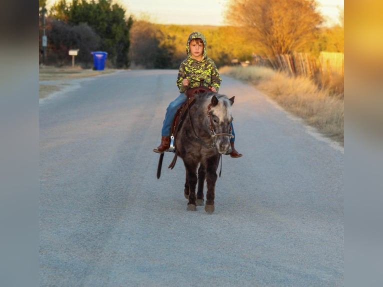 American Quarter Horse Castrone 6 Anni Sauro scuro in Stephenville TX
