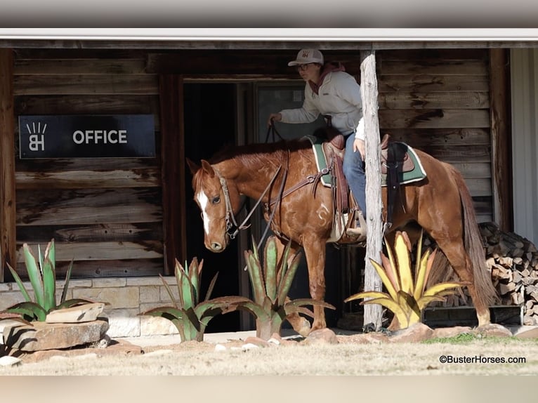 American Quarter Horse Castrone 6 Anni Sauro scuro in Weatherford TX