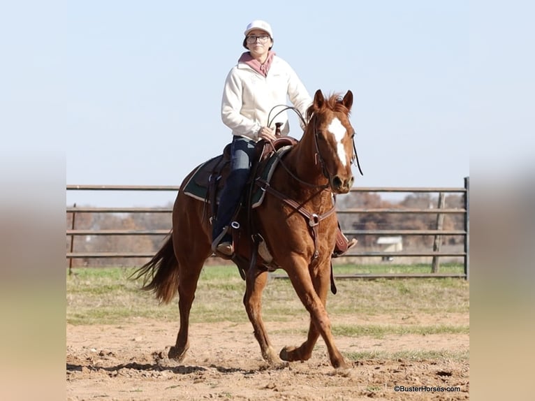 American Quarter Horse Castrone 6 Anni Sauro scuro in Weatherford TX