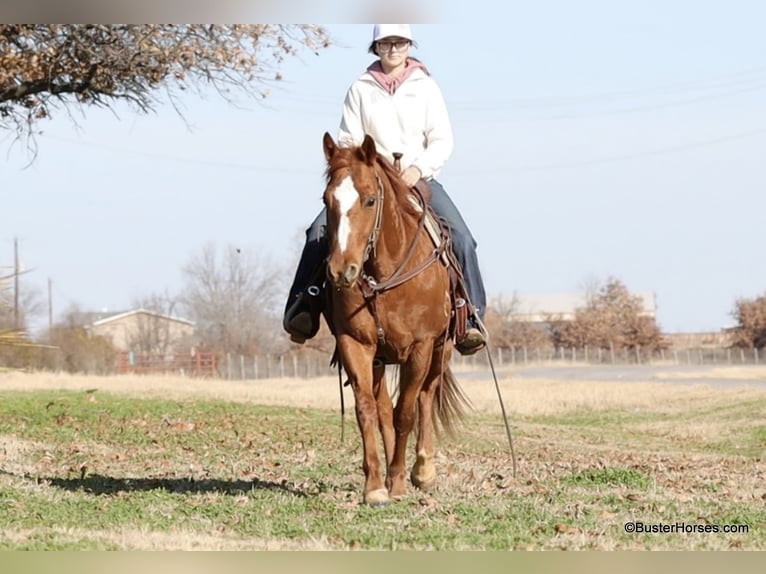 American Quarter Horse Castrone 6 Anni Sauro scuro in Weatherford TX