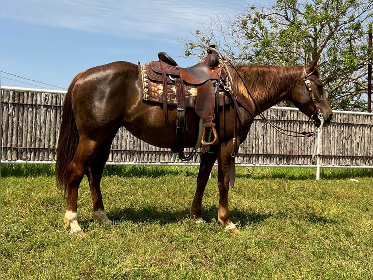 American Quarter Horse Castrone 6 Anni Sauro scuro in Weatherford TX