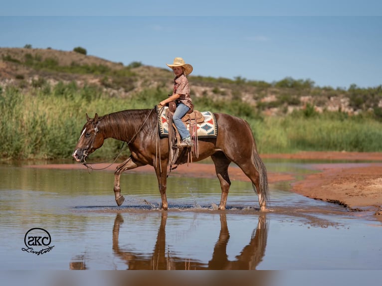 American Quarter Horse Castrone 6 Anni Sauro scuro in Canyon