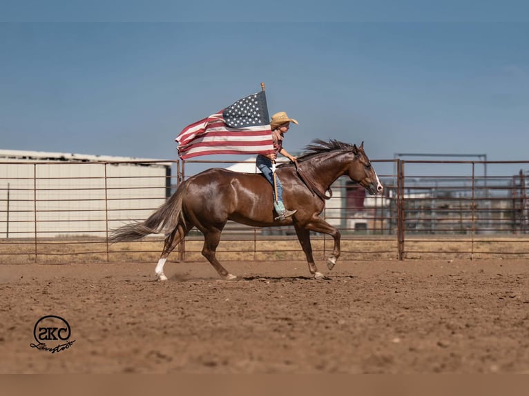 American Quarter Horse Castrone 6 Anni Sauro scuro in Canyon