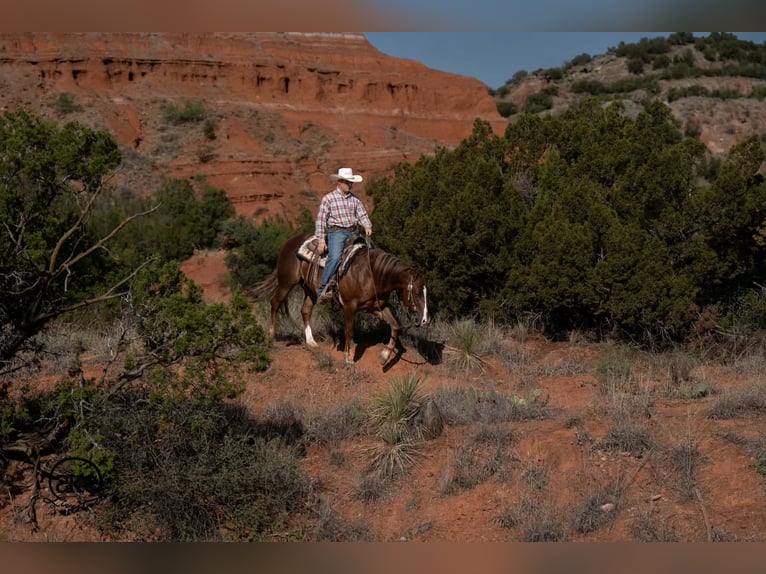 American Quarter Horse Castrone 6 Anni Sauro scuro in Canyon