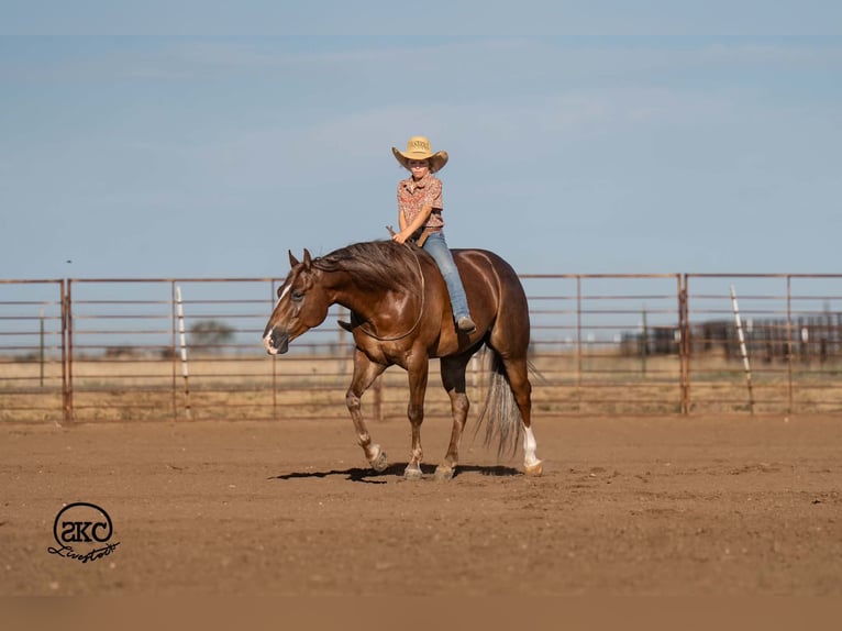 American Quarter Horse Castrone 6 Anni Sauro scuro in Canyon