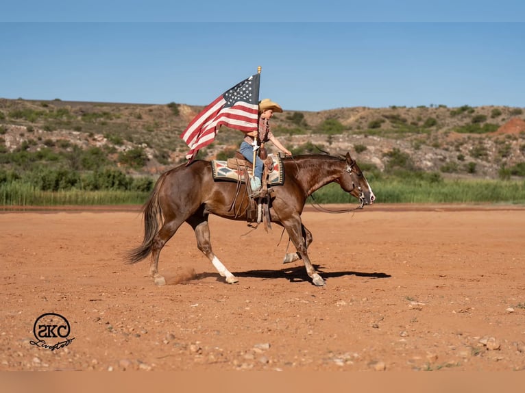 American Quarter Horse Castrone 6 Anni Sauro scuro in Canyon