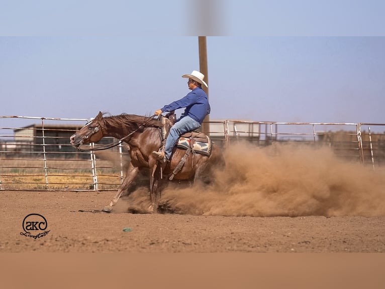 American Quarter Horse Castrone 6 Anni Sauro scuro in Canyon