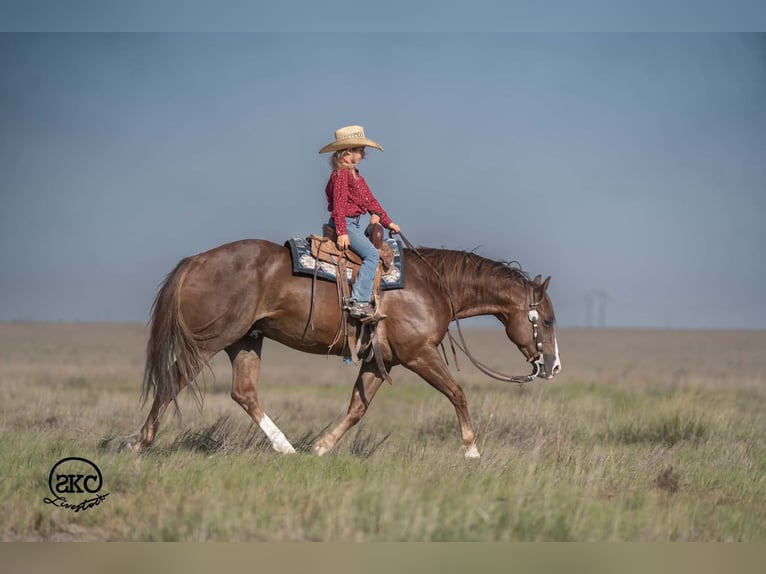 American Quarter Horse Castrone 6 Anni Sauro scuro in Canyon