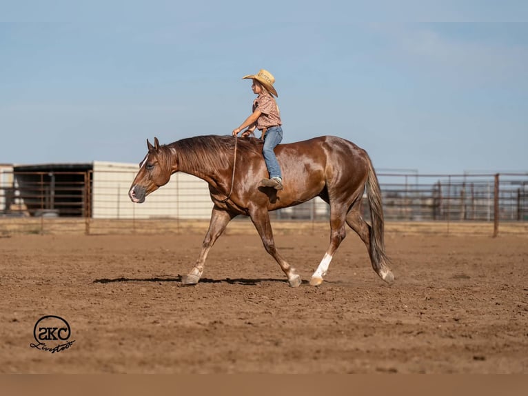 American Quarter Horse Castrone 6 Anni Sauro scuro in Canyon