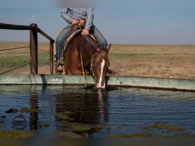 American Quarter Horse Castrone 6 Anni Sauro scuro in Canyon