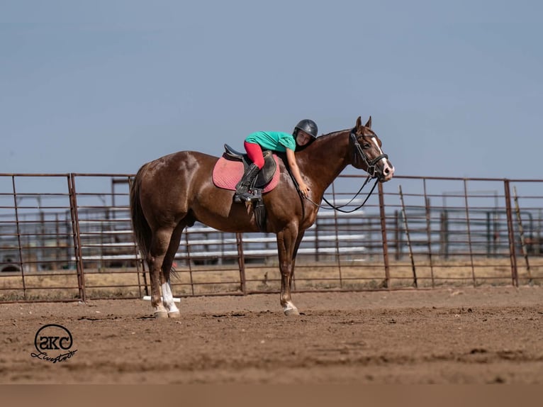 American Quarter Horse Castrone 6 Anni Sauro scuro in Canyon