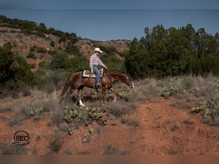 American Quarter Horse Castrone 6 Anni Sauro scuro in Canyon