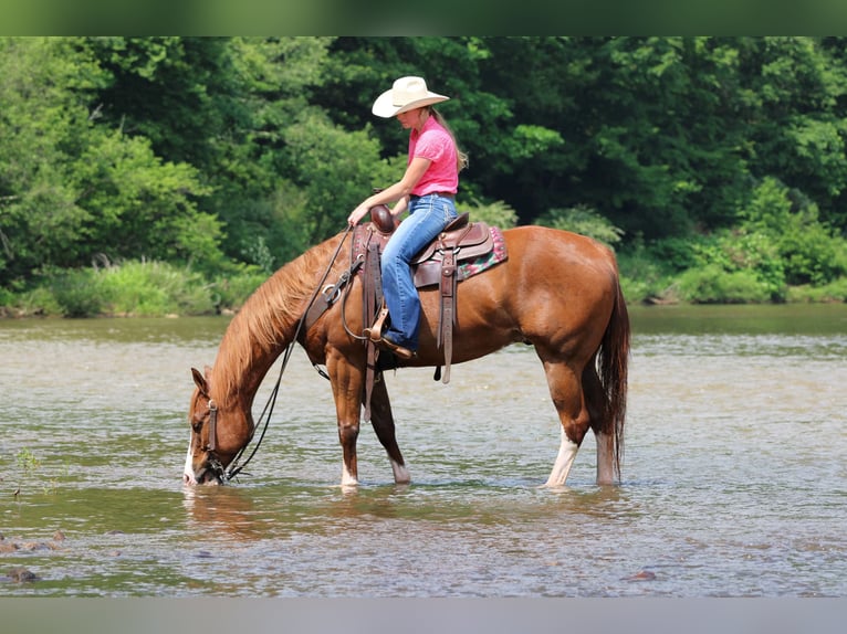 American Quarter Horse Castrone 6 Anni Sauro scuro in Clarion