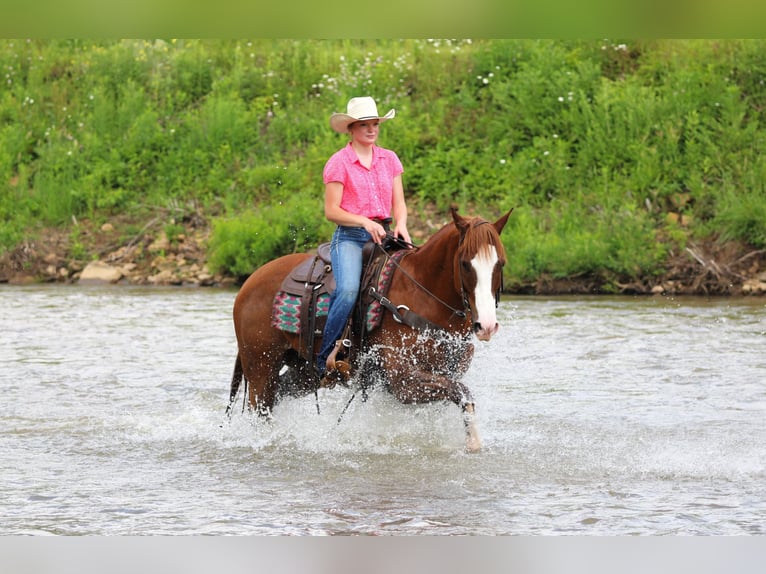American Quarter Horse Castrone 6 Anni Sauro scuro in Clarion