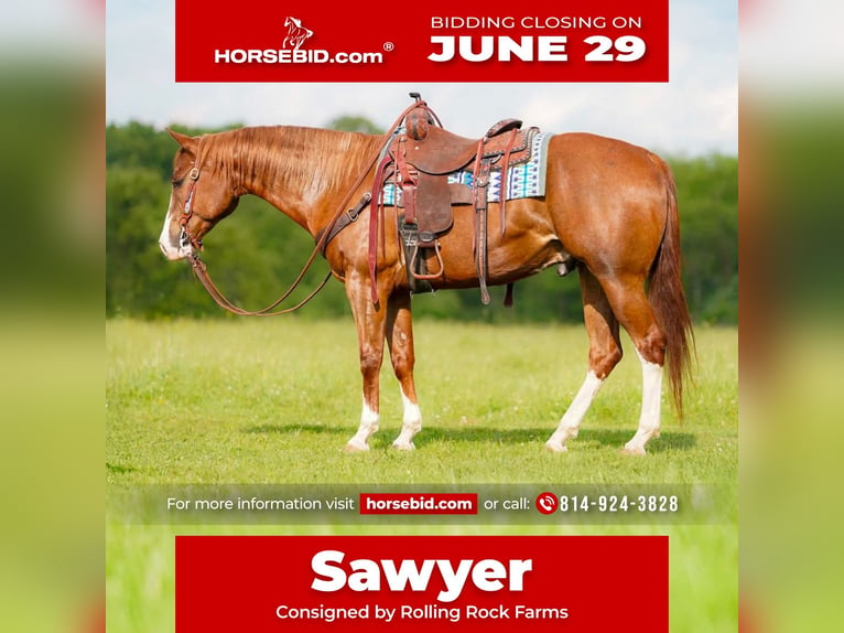 American Quarter Horse Castrone 6 Anni Sauro scuro in Clarion