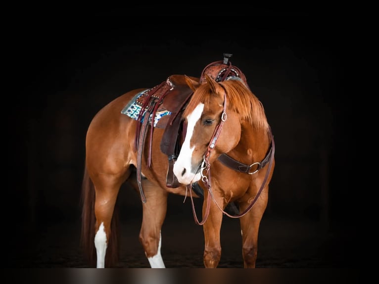 American Quarter Horse Castrone 6 Anni Sauro scuro in Clarion