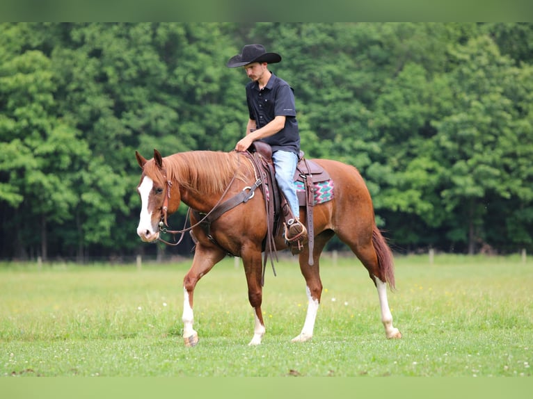 American Quarter Horse Castrone 6 Anni Sauro scuro in Clarion