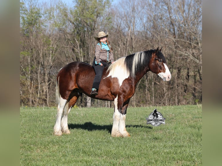 American Quarter Horse Castrone 6 Anni Tobiano-tutti i colori in Mount Vernon