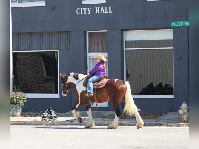 American Quarter Horse Castrone 6 Anni Tobiano-tutti i colori in Mount Vernon