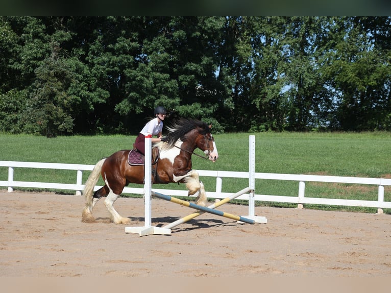 American Quarter Horse Castrone 6 Anni Tobiano-tutti i colori in Mount Vernon