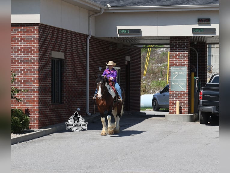 American Quarter Horse Castrone 6 Anni Tobiano-tutti i colori in Mount Vernon