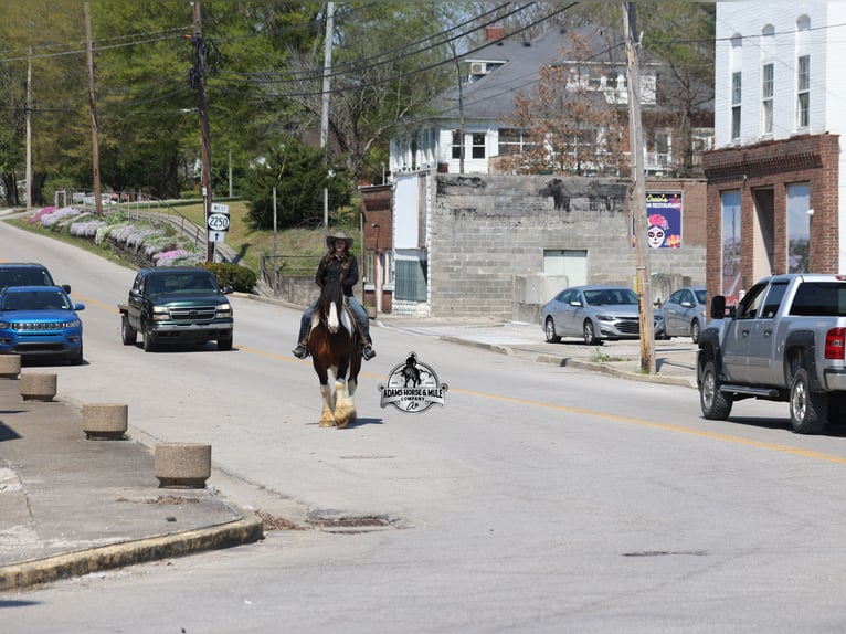American Quarter Horse Castrone 6 Anni Tobiano-tutti i colori in Mount Vernon