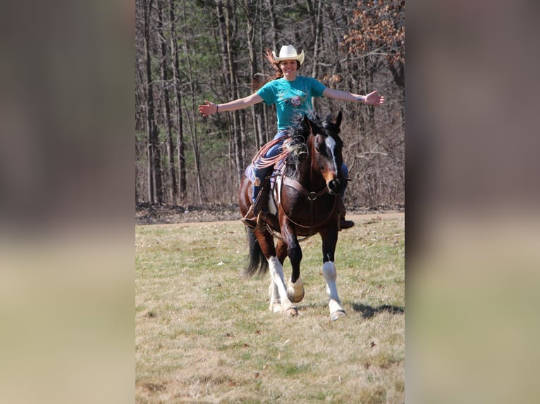 American Quarter Horse Castrone 6 Anni Tobiano-tutti i colori in Howell, MI