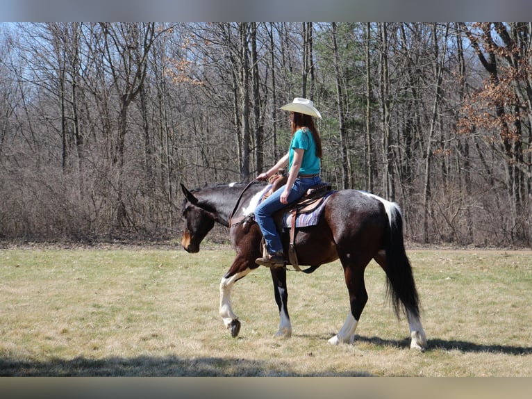 American Quarter Horse Castrone 6 Anni Tobiano-tutti i colori in Howell, MI