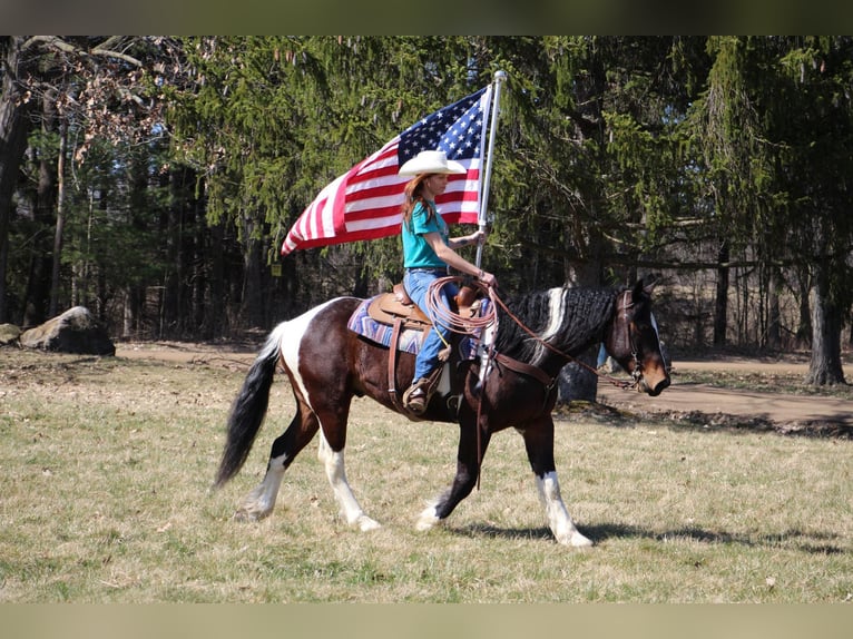 American Quarter Horse Castrone 6 Anni Tobiano-tutti i colori in Howell, MI