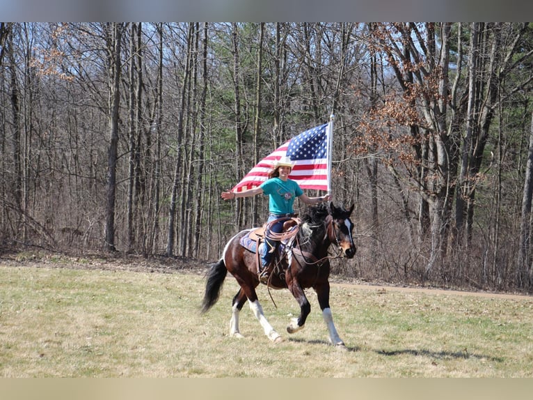 American Quarter Horse Castrone 6 Anni Tobiano-tutti i colori in Howell, MI