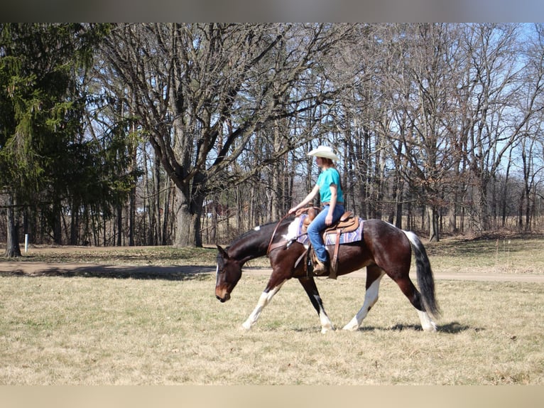 American Quarter Horse Castrone 6 Anni Tobiano-tutti i colori in Howell, MI