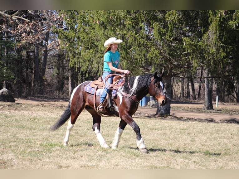 American Quarter Horse Castrone 6 Anni Tobiano-tutti i colori in Howell, MI