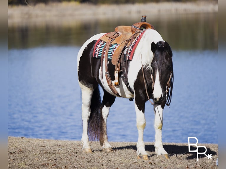 American Quarter Horse Castrone 6 Anni Tobiano-tutti i colori in Mountain Grove MO