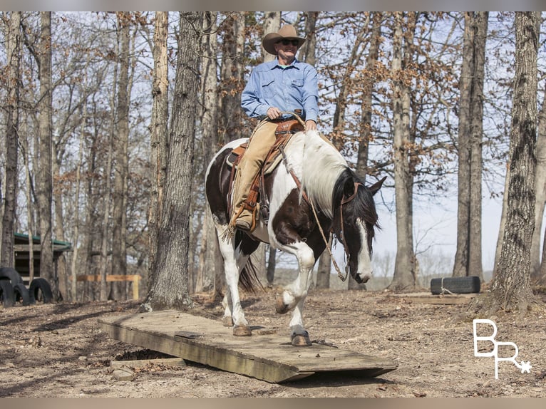 American Quarter Horse Castrone 6 Anni Tobiano-tutti i colori in Mountain Grove MO