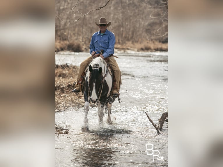 American Quarter Horse Castrone 6 Anni Tobiano-tutti i colori in Mountain Grove MO