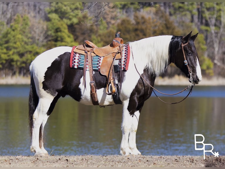 American Quarter Horse Castrone 6 Anni Tobiano-tutti i colori in Mountain Grove MO